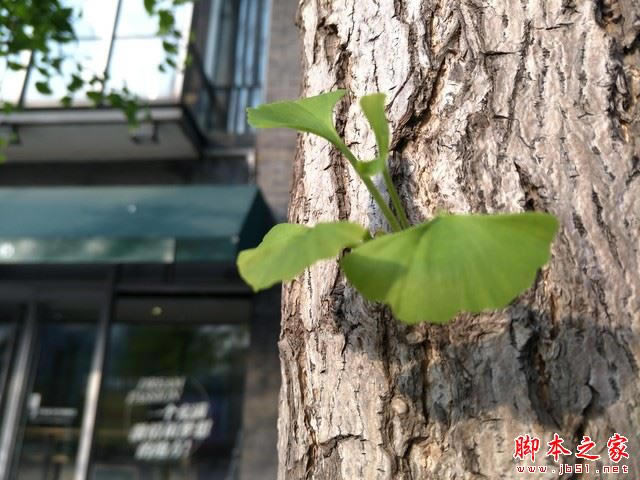 OPPO R9 Plus(du)iPhone 6s Plus 