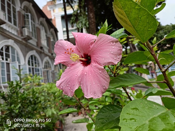 OPPO Reno6 Prow OPPO Reno6 ProԔuy_֙Cuy_֙CWԺ_վ