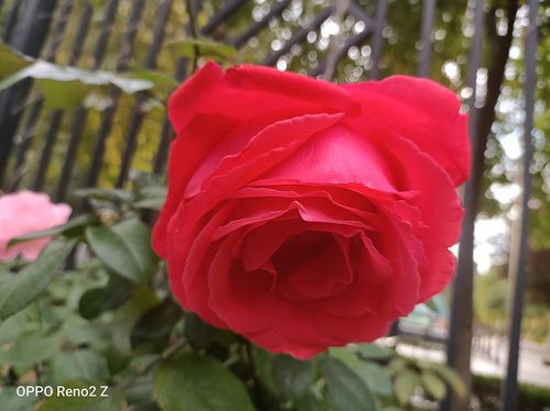 OPPO Reno2 Zֵֆ OPPO Reno2 Z֙Cȫuy_֙Cuy_վ