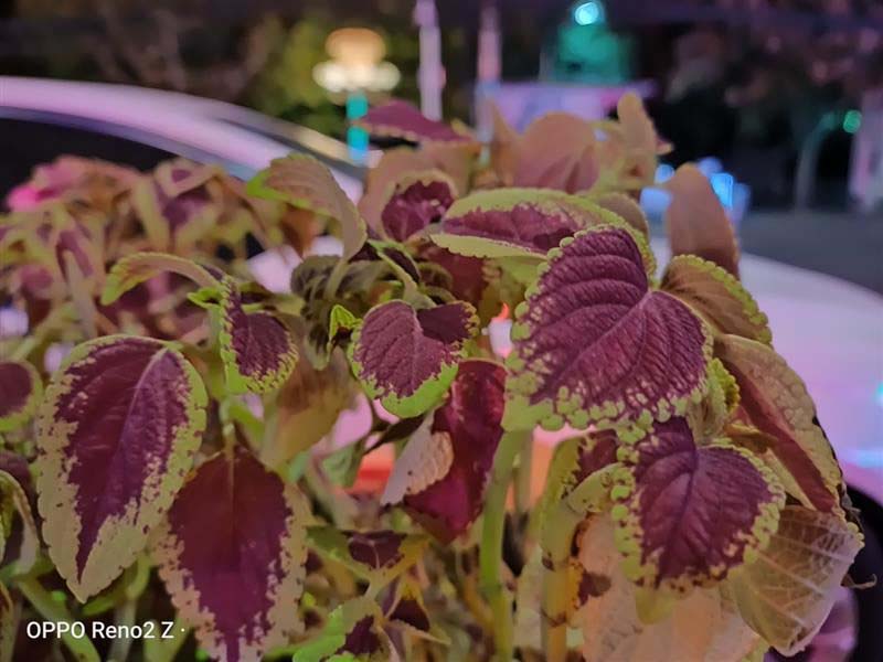 OPPO Reno2 Zô OPPO Reno2 Zֻʹ_ֻ_ֻѧԺ_վ