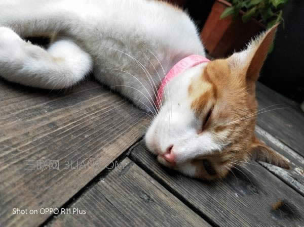 ֙Cƽ֮ OPPO R11 Plusuy