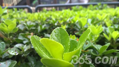 Amate7/iphone6 plus/lumia930һãՅ^(q)euy(DԔf)