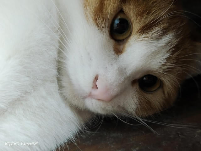 iQOO Neo5Suy   ȫpŞ_֙Cuy_֙CWԺ_վ