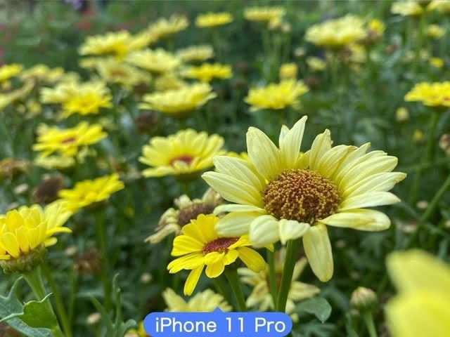 OPPOReno4ProiPhone11ProĿպ ֻնԱ_ֻ_ֻѧԺ_վ