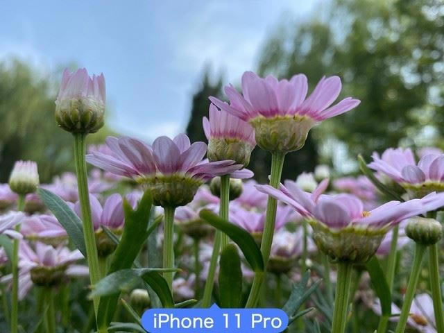 OPPOReno4ProiPhone11ProĿպ ֻնԱ_ֻ_ֻѧԺ_վ