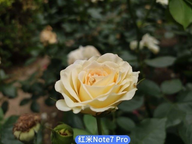realme XͼtNote7 ProĂպ realme XtNote7 ProЧȫuy_֙Cuy_֙CWԺ_վ