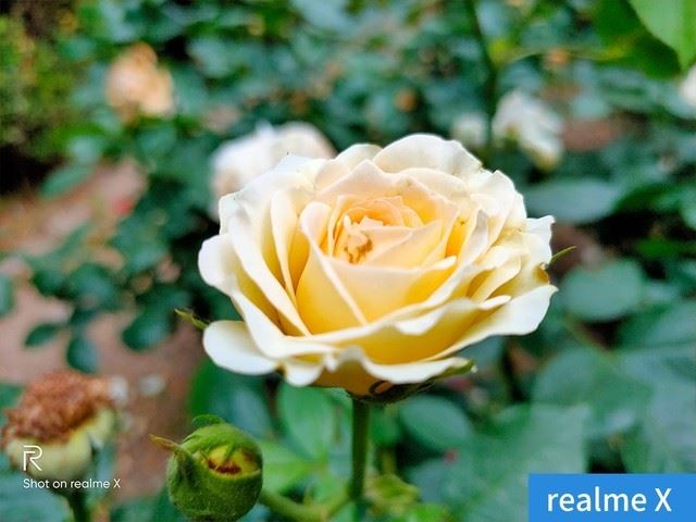 realme XͼtNote7 ProĂ realme XtNote7 Pro^(q)eȽB_֙Cuy_֙CWԺ_վ