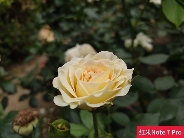 realme XͼtNote7 ProĂ realme XtNote7 Pro^(q)eȽB_֙Cuy_֙CWԺ_վ