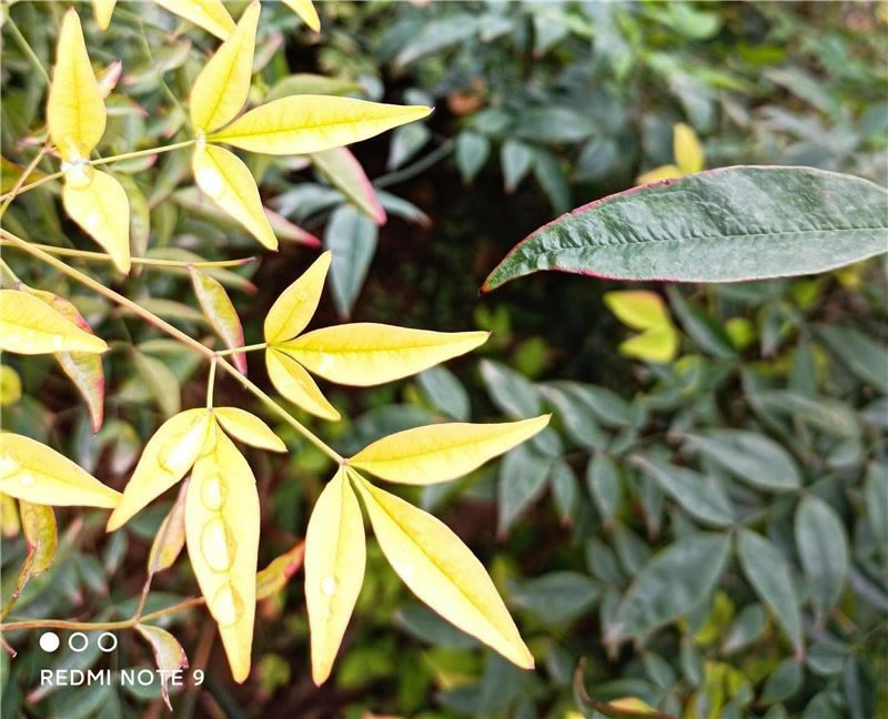 Redmi Note9Æ Redmi Note9w