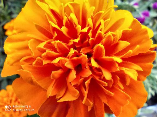 Redmi Note8ֵI Redmi Note8֙C(j)w(yn)u(png)y(c)_֙C(j)u(png)y(c)_֙C(j)W(xu)Ժ_վ