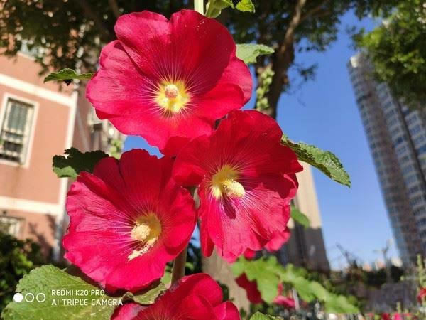 Redmi K20 Pro tRedmi K20 Pro֙Cȫuy_֙Cuy_֙CWԺ_վ